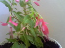 Picture 014
