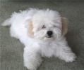 bichon%20frise