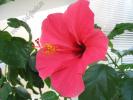 Hibiscus patio roz 3