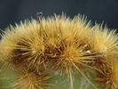 DSC00589