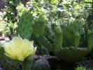 Opuntia