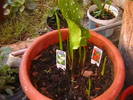 Picture 009