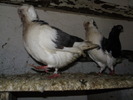 P8292259