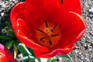 flowers-1-13