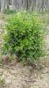 Buxus 2