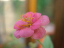 Pink Zinnia (2009, September 04)