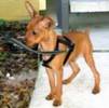 pinstcher (doberman pitic)