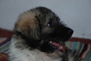 Gerula