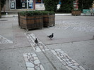 DSCN0163