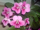 Streptocarpus  hibrid 2009