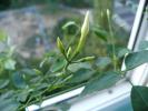 Boboci Jasmin