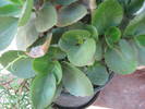 KALANCHOE