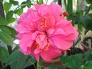 Hibiscus Double Classic Rosa 2