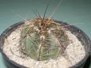 Notocactus ottonis