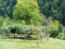 DSCF5406