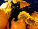 Pisica in Flori Cats Wallpapers Poze Pisici Pisicute Negre