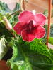 DSCF4535
