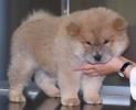 puiutz chow chow 11