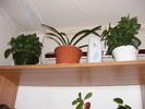 KALANCHOE+AMARILYS