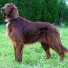 setter-rosu-irlandez-001