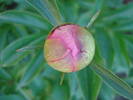 Common Garden Peony (2009, May 09)