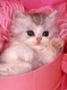 Pinky_Cat (1)