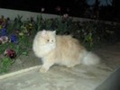 prin gradina