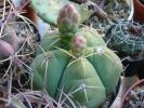 Gymnocalycium horstii