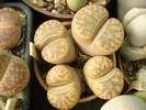 DSC01556