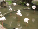 Balta cu flamingo