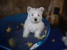 Westie