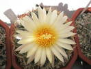 Coryphantha sulcolanata - 03.08