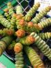 crassula_marnieriana