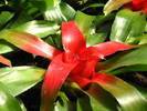 BROMELIA