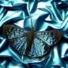fluture