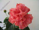 Hibiscus Linda Pearl 4