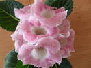 Tigrina Pink 2