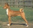 BASENJI