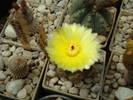 Notocactus  ottonis