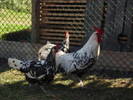 cocoritele