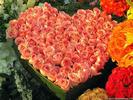 roses-valentine-wallpaper[1](1)