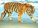 tiger_20