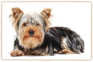 yorkshire-terrier