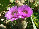 echinocereus_reichenbachii