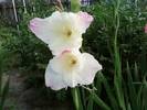 5gladiola alba