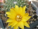 Sucorebutia cardenasiana - floare