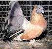 rotat indian