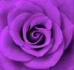 purple_by_purplerainistaken