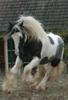 tot cal irish cob