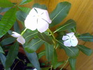 Picture 004